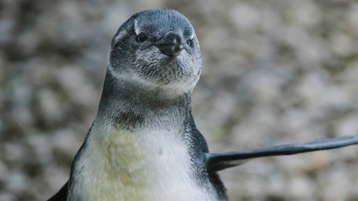 W łódzkim zoo na świat przyszedł pingwin