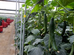 Hiszpania zażąda odszkodowania za ogórki