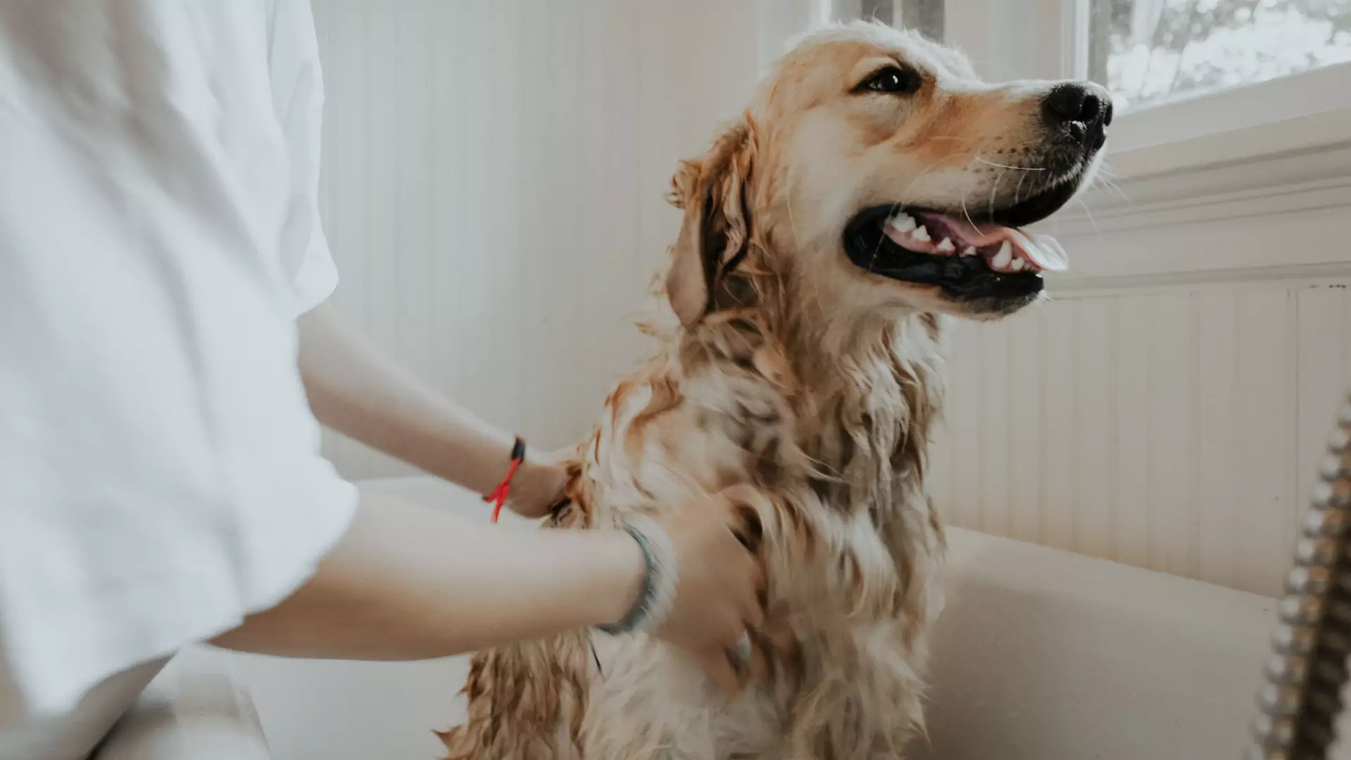 Kto się Tobą najlepiej zaopiekuje? Pies! Oto zalety dogoterapii