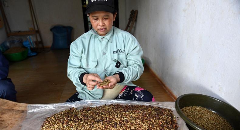 Vietnam produces more than a third of the world's robusta coffee –  but drought threatens production and prices.Nhac Nguyen/AFP via Getty Image