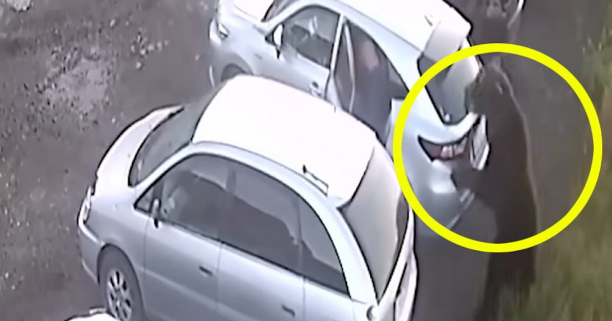 Rozszalały niedźwiedź pojawił się w mieście. Miał jeden cel: atakować ludzi