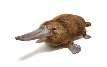 Duck-billed platypus