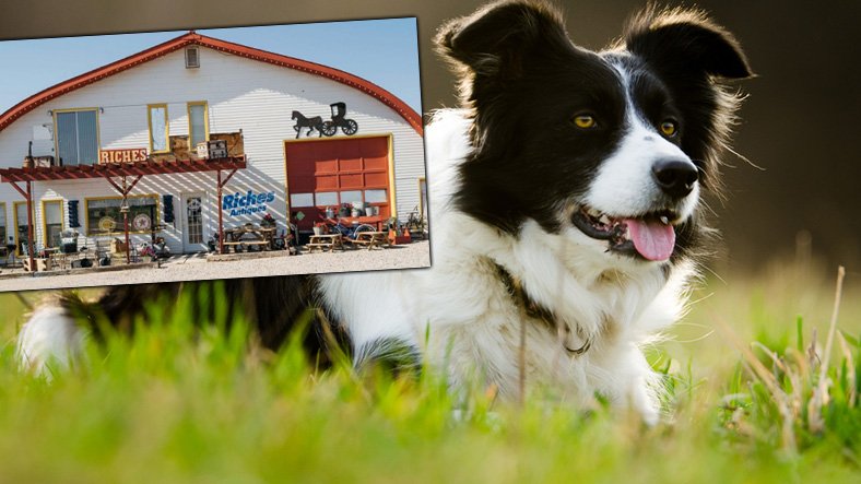 Border collie / zdjęcie domu: Andrew Knapp