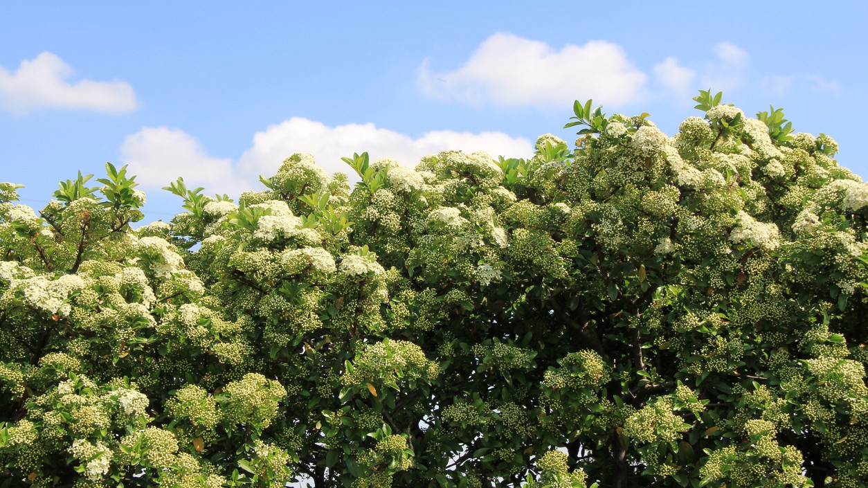 Popínavá hortenzia dokáže oživiť aj obyčajnú stenu a strechu domu a vytvoriť prirodzený zelený obklad.