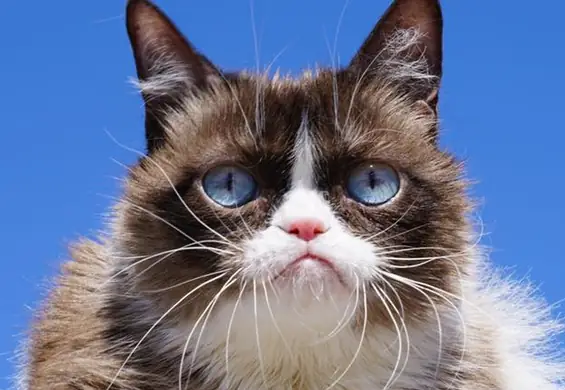 Grumpy Cat nie żyje. Najsławniejszy kot internetu miał 7 lat