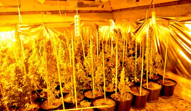 laboratorija marihuana zlatibor 4 foto Vladimir Lojanica
