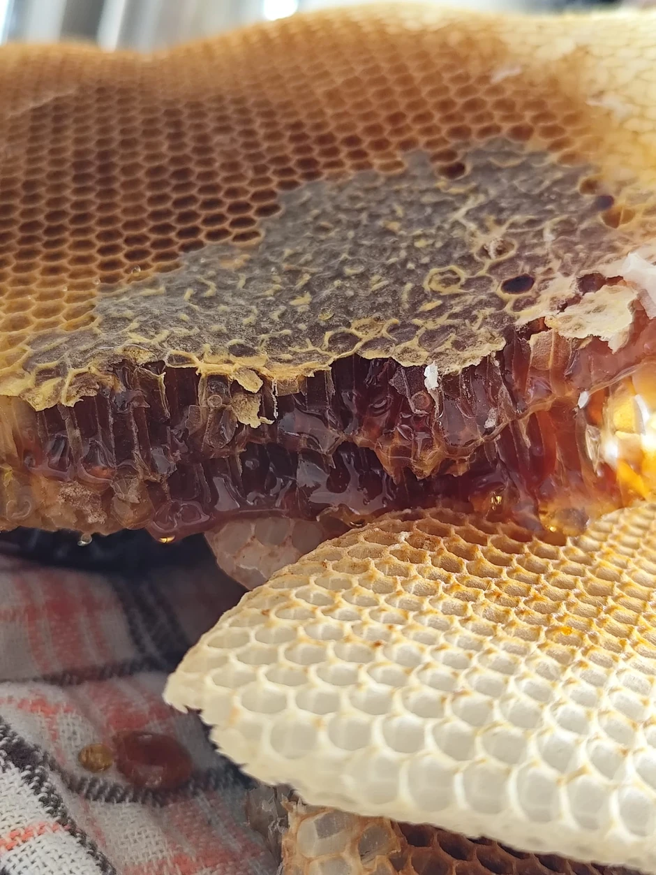 Saće puno meda