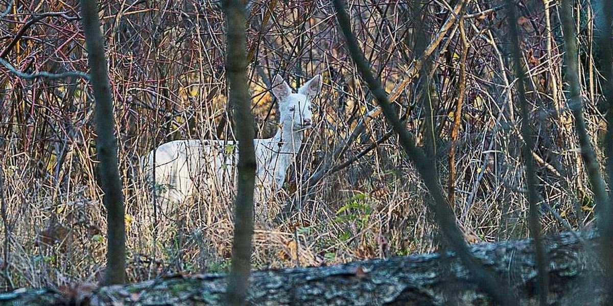 Niezwykły okaz w mazurskich lasach. Taki widok nie zdarza się często 