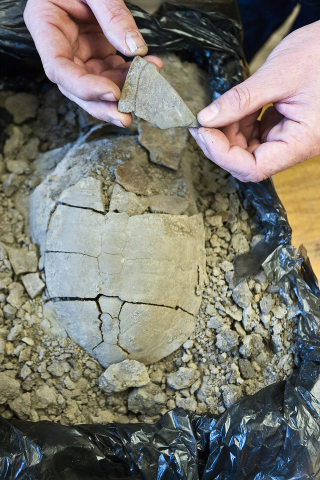 Zlep żółwia błotnego sprzed ponad trzech tysięcy lat