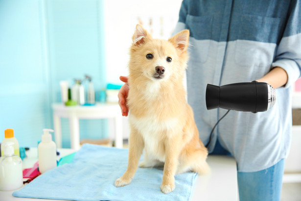 Psi fryzjerzy, czyli tzw. groomerzy za kąpiel i strzyżenie psa średniej wielkości pobierają od 70 do 120 zł".