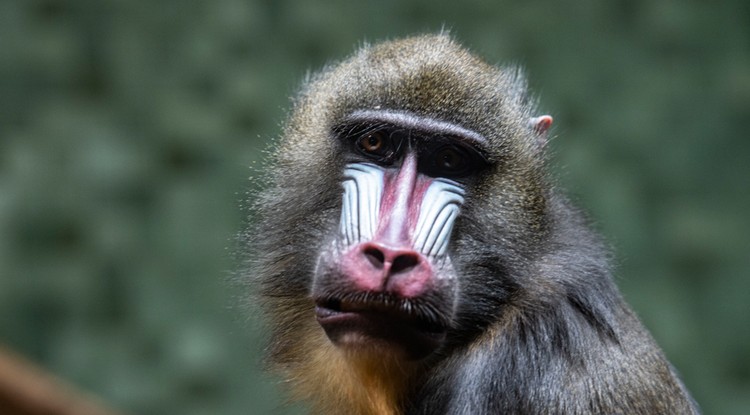 mandrill