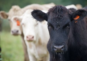 Krave rashlađuju snežnim topom! Pametna investicija štedi hiljade evra