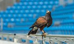 Co sokolnik robi na stadionie?