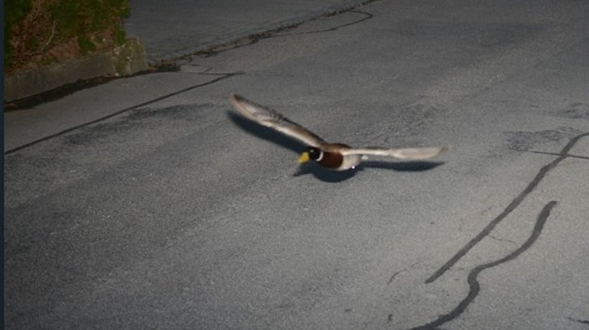 Duck caught on the radar. 52 km at In Zone 30 in the Swiss town