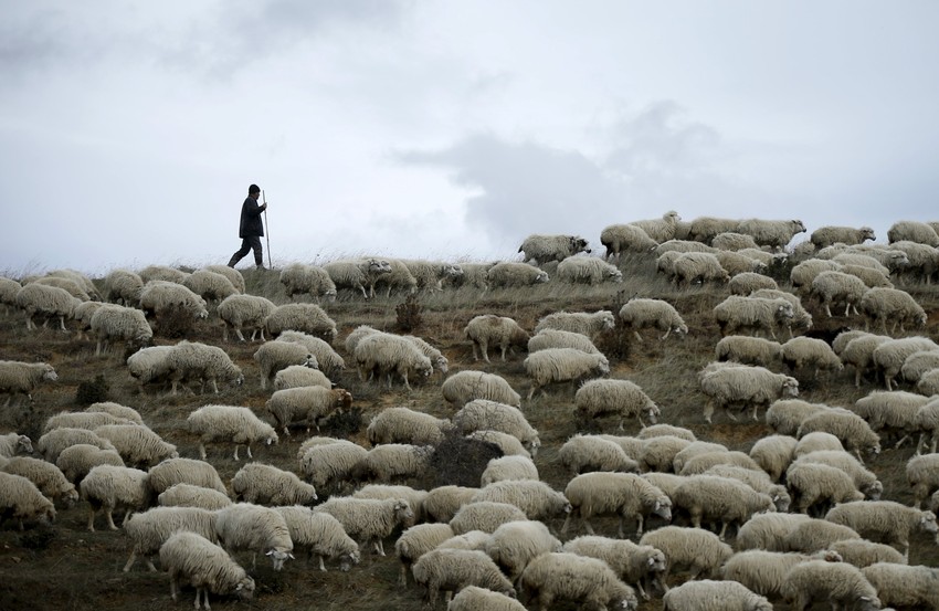 Plata pastira u Rusiji nije mala za tamošnje prilike