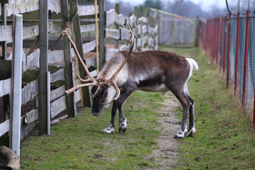 Renifer Rudolf zamieszkał na Ranczu Arka pod Lublinem