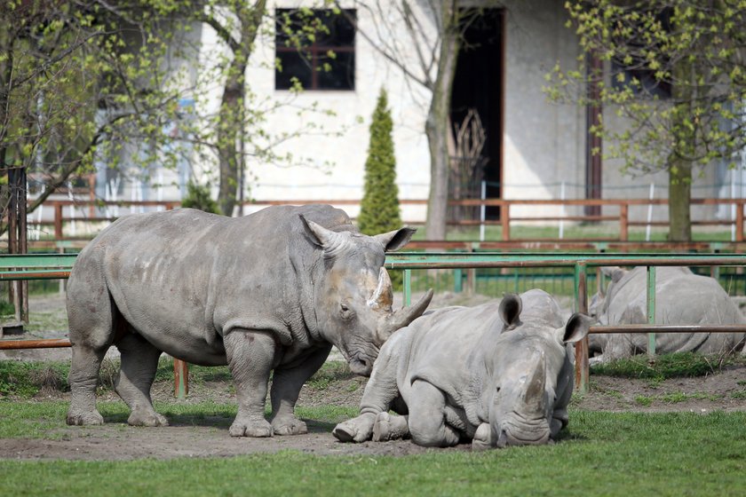 Zwierzęta na wybiegach w zoo