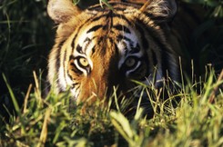 Ekspresowy QUIZ z przyrody. Nie trzeba nawet 5 minut, by wpadło 10/10