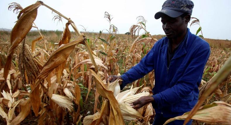 A Zimbabwean man, Graham Matanhire, harvests maize from a field in a peri-urban suburb of Mabvuku in Harare, April 10, 2014. REUTERS/Philimon Bulawayo