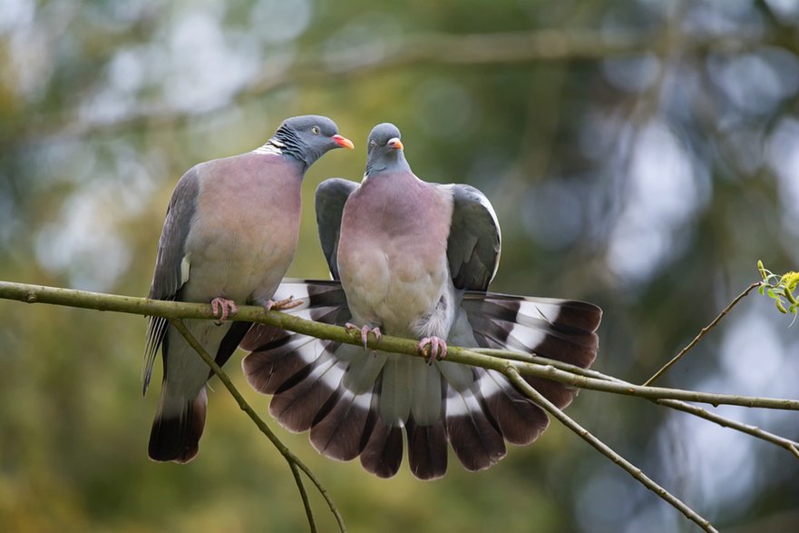 Columba palumbus