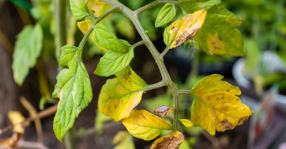 Żółkną liście pomidorów? To znak, iż roślina woła o pomoc. Oto, co musisz zrobić, zanim stracisz plony!