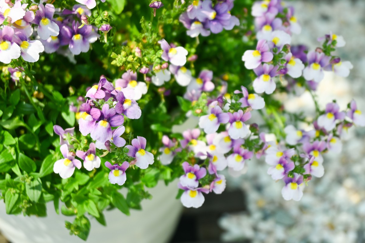 Nemezja to nowa królowa polskich balkonów