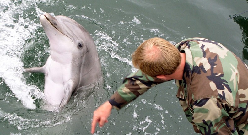 A US Navy marine mammal handler with a dolphin during a port-security exercise in May 2005.US Navy/Illustrator Draftsman 1st Class Pierre G. Georges