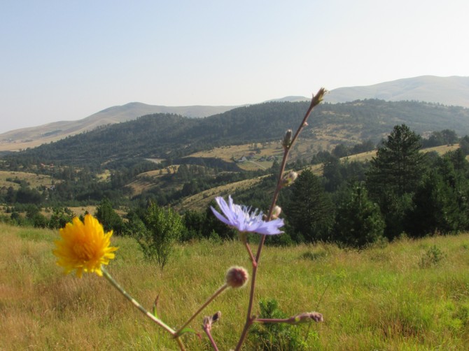 Zlatibor