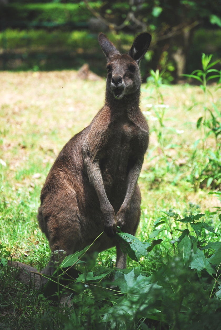 Kangury w poznańskim zoo