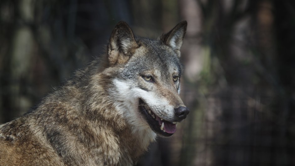 Wilki coraz śmielej wchodzą do miast, gdzie sieją spustoszenie