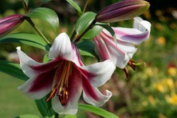 Czy trzeba wykopywać lilie na zimę? Co zrobić z liliami na zimę? Które lilie zimują w gruncie?