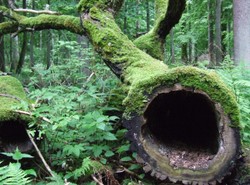 Greenpeace rusza z odsieczą Puszczy Białowieskiej