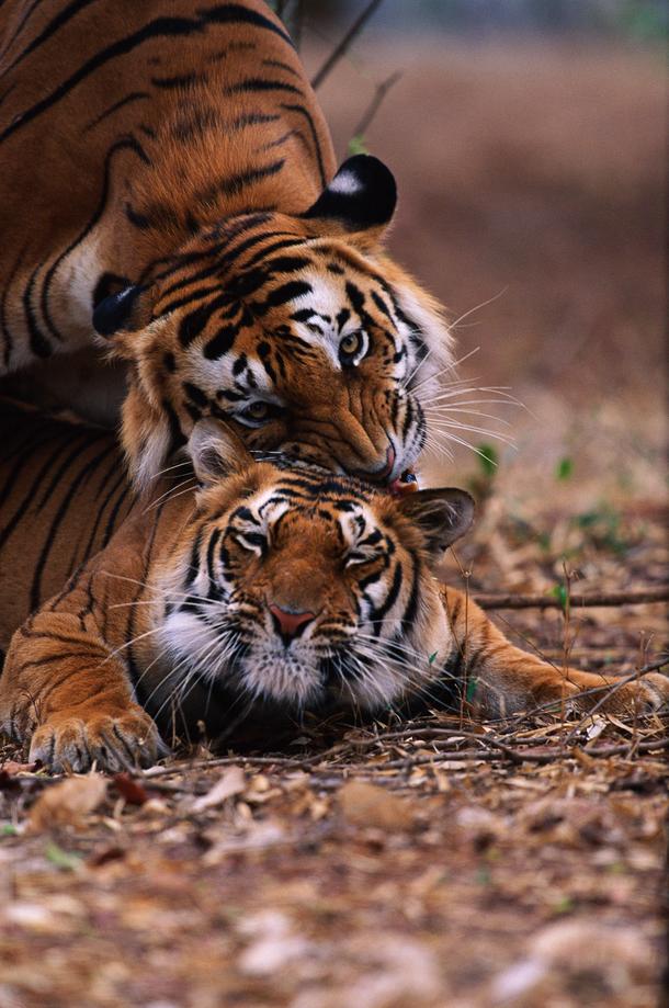 Tygrysica zezwala na zbliżenie dopiero po kilku tygodniach, kiedy wyczuwa ślady zapachowe na ziemi i drzewach.