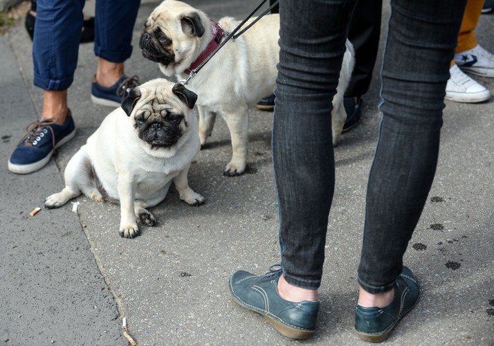 Psi happening przeciw przywilejom związkowców