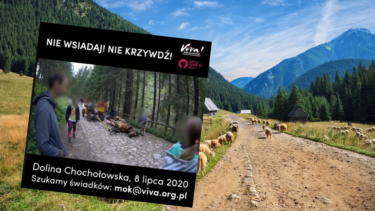 Tatry: Padł koń na drodze do Doliny Chochołowskiej [WIDEO]