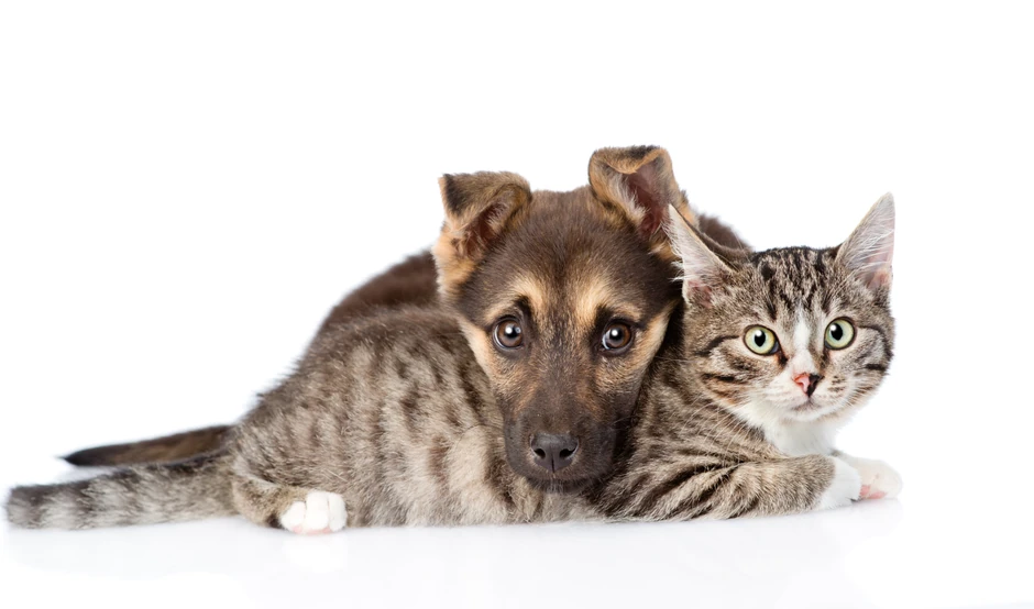 Da li će mace i kuce postati ilegalci u Požarevcu?