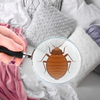Ágyi poloskák miatt ürítettek ki egy osztályt a Szent Margit Kórházban