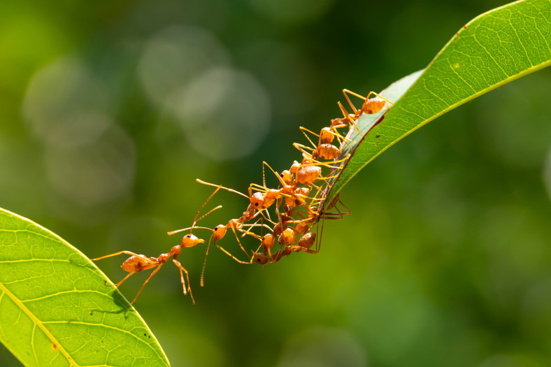 Zapach cynamonu przepędzi z naszego otoczenia mrówki 