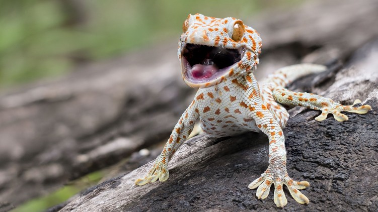orvos válaszol gekko harapás teendő