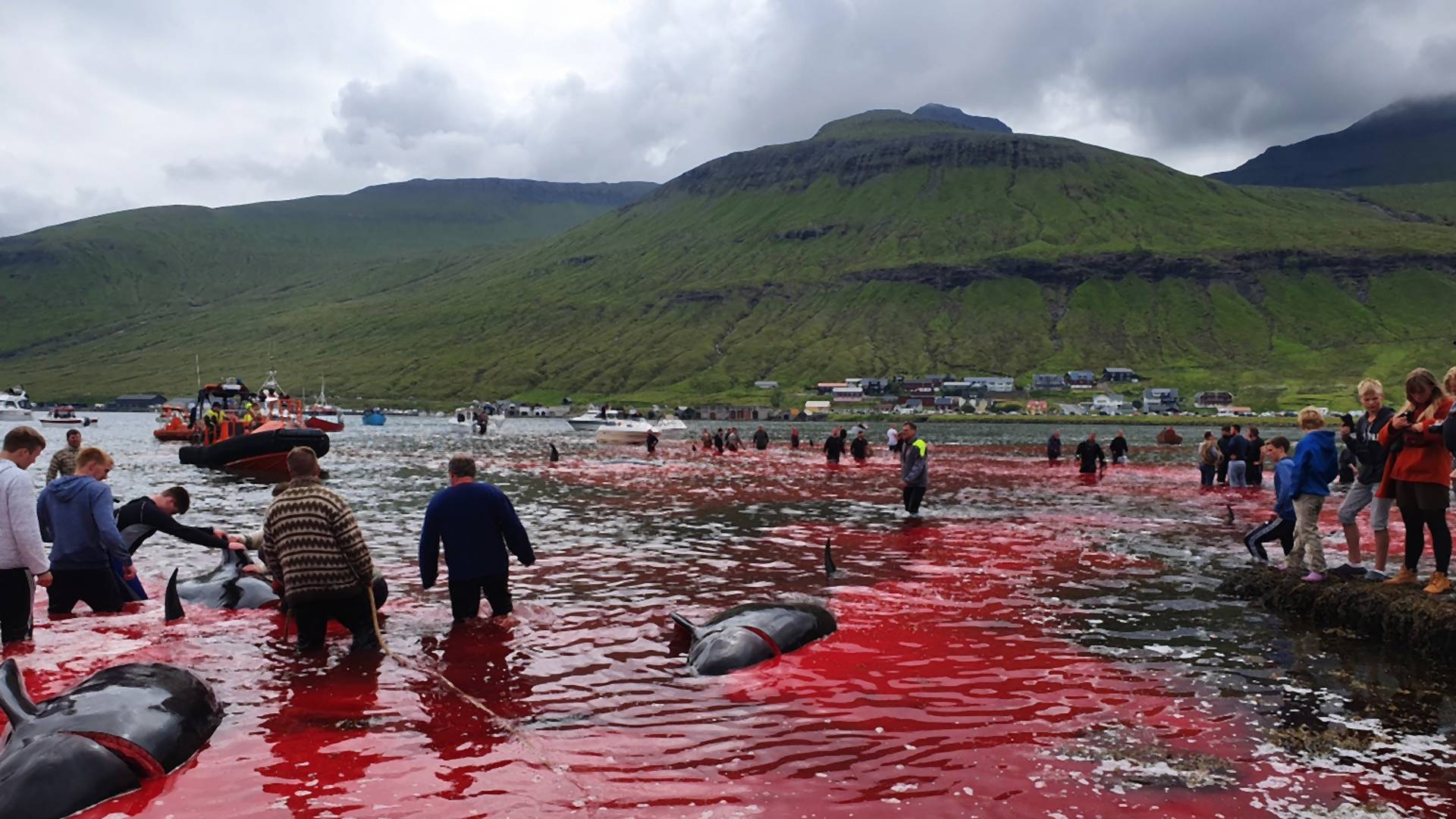 Undorító hagyomány: 23 bálnát mészároltak le a turisták szeme láttára
