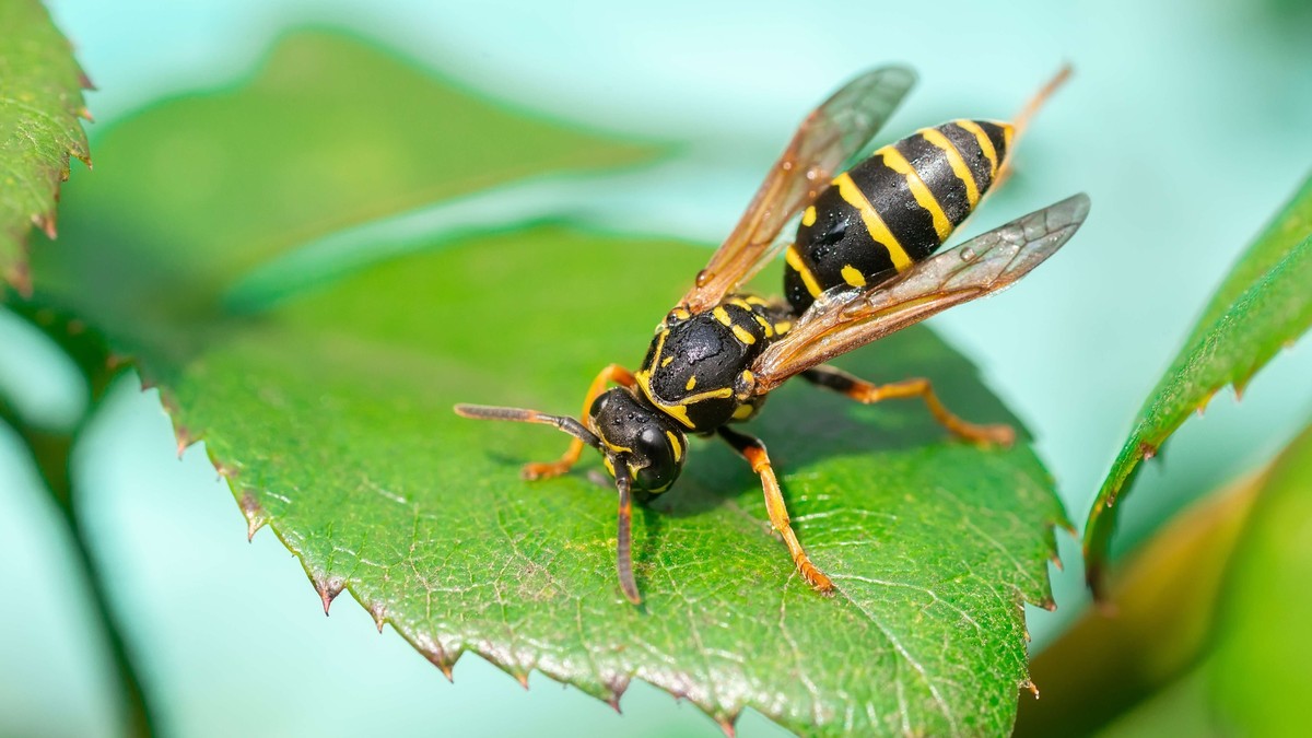 Trik protiv osa u dvorištu: Jednostavan je i potpuno besplatan - baštovani se kunu u njega
