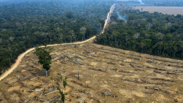 A védett erdőkhöz is hozzányúlna a kormány, csak legyen elég tűzifa