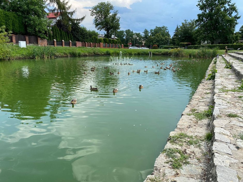 Kolejne żółwie pojawiły się w centrum Sieradza