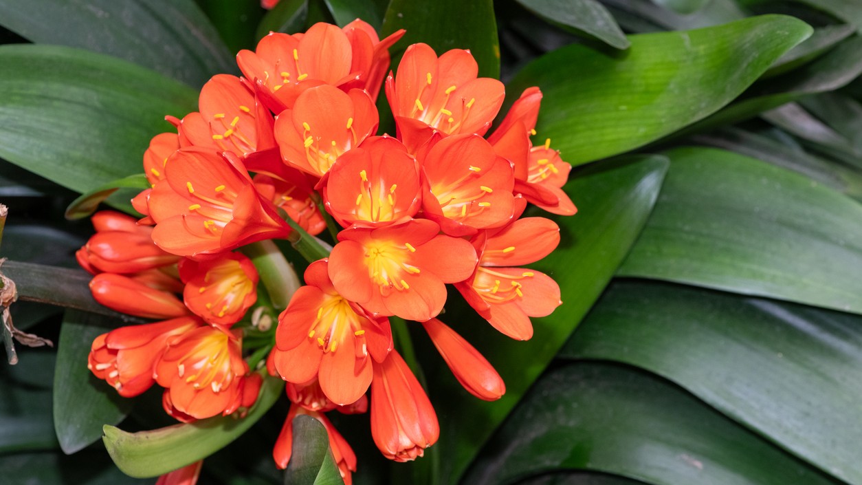 Bohaté červené kvety klívie rozžiaria každý interiér a pôsobia exoticky.