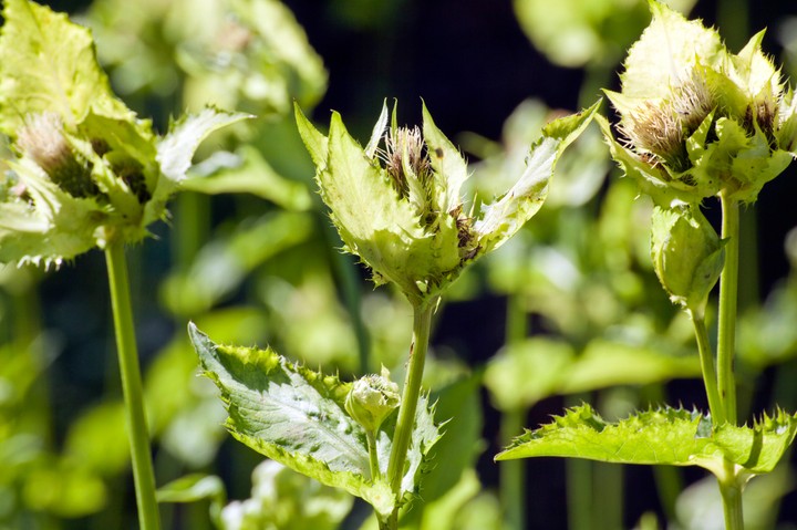 Czarcie żebro - właściwości i zastosowanie. Czym jest to zapomniane zioło?