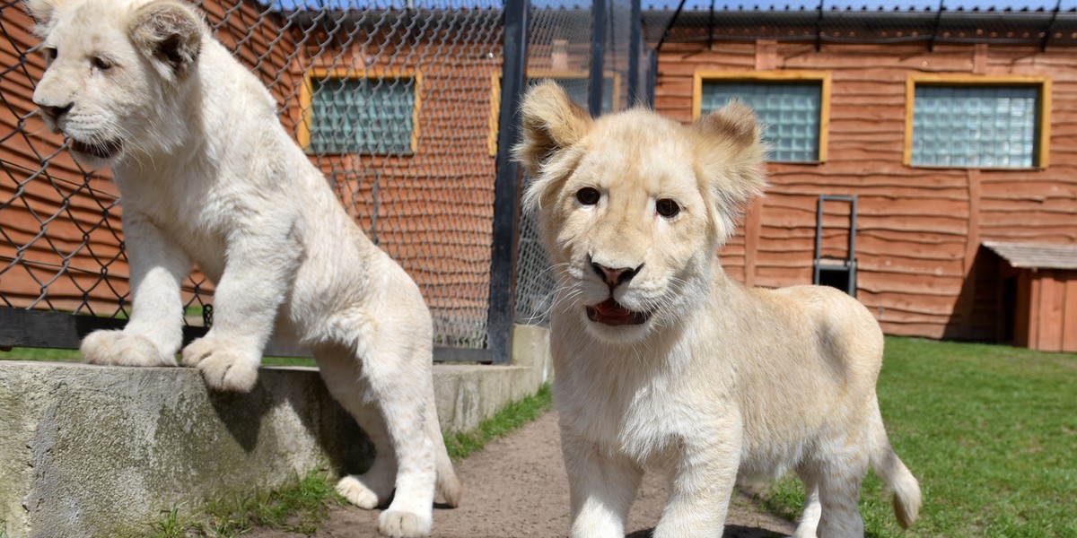 Białe Lwy z zoo w borysiewie