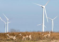 Bezpieczna Energia: stworzyć odgórne uregulowania dotyczące wiatraków