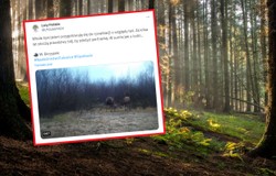Widowiskowa rywalizacja w lesie. Pokazali wideo