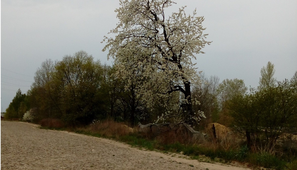 na pierwszym planie pole, w tle drzewa