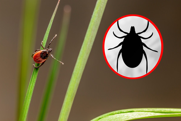Kleszcz pospolity to pajęczak występujący w Polsce